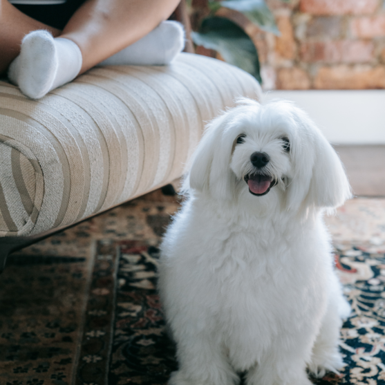 long hair maltese dog long hair maltese dog sitting on the floor next to a couch